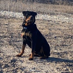 Meet your Posher, Gabriel